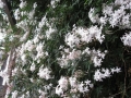 H28.4.25ジャスミンの花＠IMG_8482