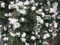 H28.4.25ジャスミンの花＠IMG_8483