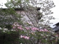 H28.4.25アメリカハナミズキの花＠IMG_8488