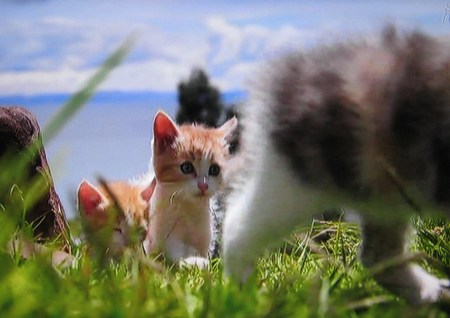 岩合光昭の世界ネコ歩き「ペルー」３