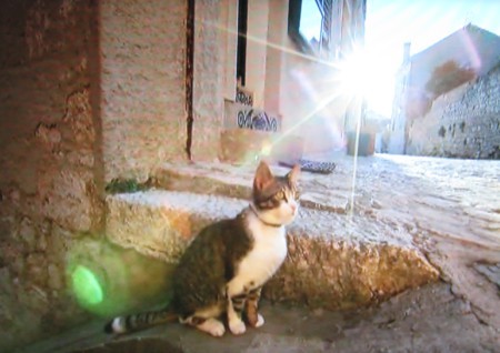 岩合光明の世界ネコ歩き「クロアチア」２