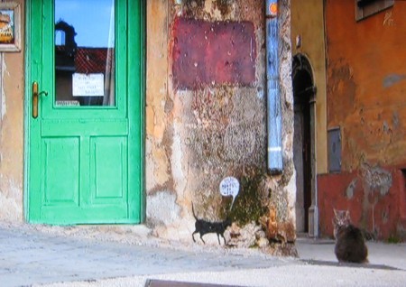 岩合光明の世界ネコ歩き「クロアチア」５