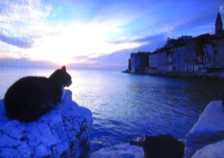 岩合光明の世界ネコ歩き「クロアチア」８