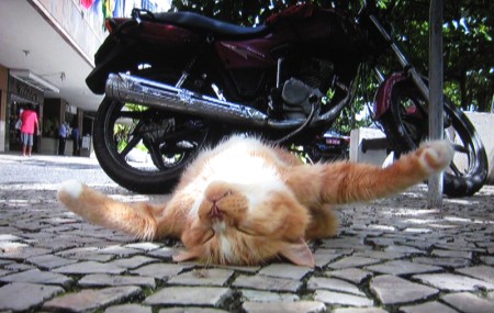 岩合光昭の世界ネコ歩き「リオデジャネイロ」３