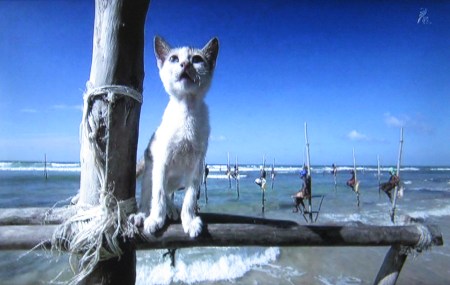 岩合光昭の世界ネコ歩き「スリランカ」３