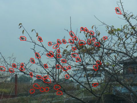 葉っぱだと思ったスズメの数は、赤印だけで51羽でした。枝に隠れているところにもまだいそうです。