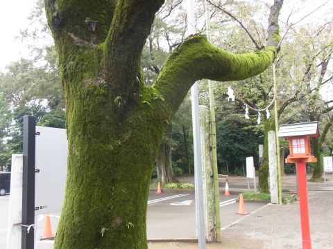 鷲宮神社の木の苔の生え具合が良い感じ。