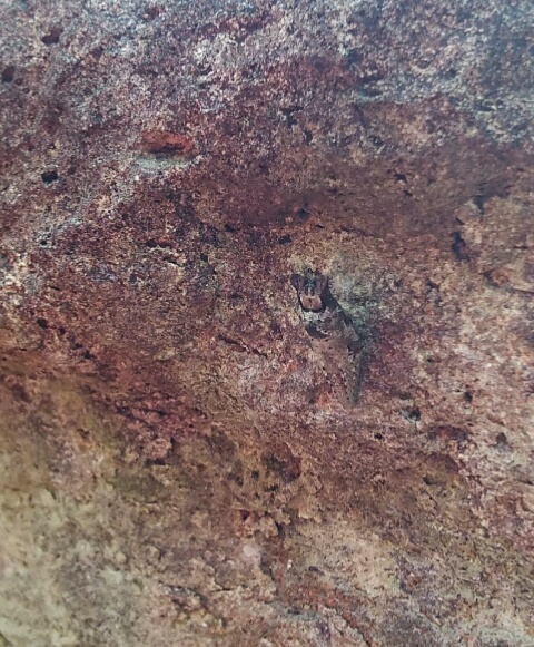 ナミアゲハの見事な擬態サナギ