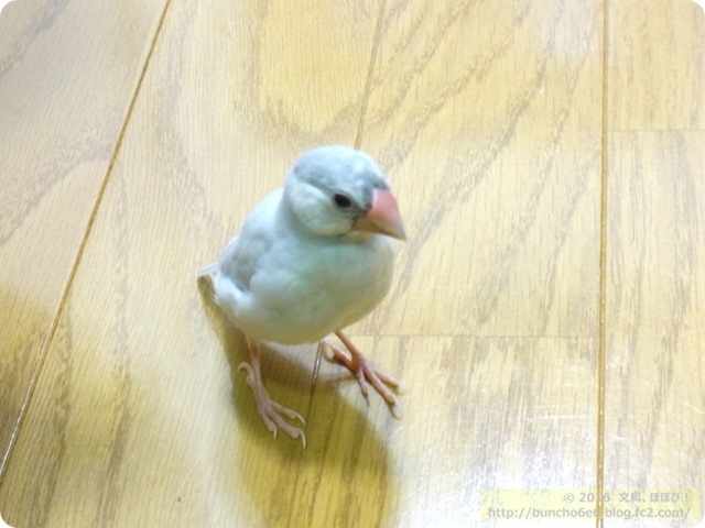 ２カ月のシルバー文鳥のネムイちゃんの写真
