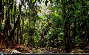 1_Queensland forest Australia33s