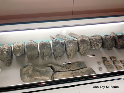 青森県立郷土館　古生物の化石、アオモリゾウ