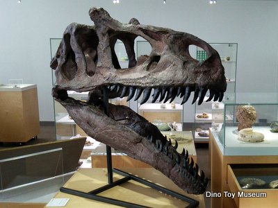 東京工業大学の博物館の地球史コーナーの恐竜化石