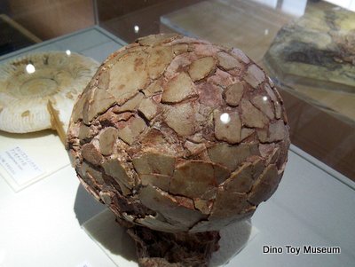 東京工業大学の博物館の地球史コーナーの恐竜化石