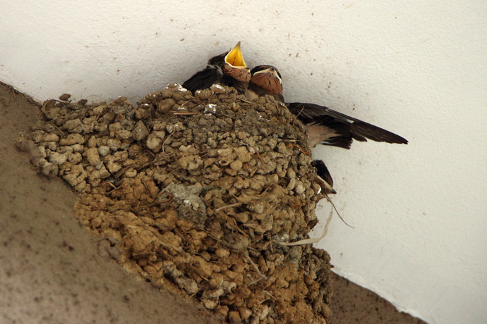 160609_Swallow-Nest.jpg