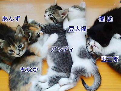 仙台の子猫六兄妹