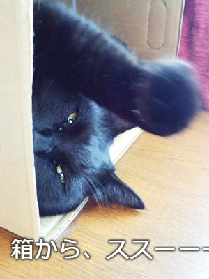 仙台の黒猫･福助さん