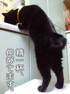 黒猫の福助さん、背伸び