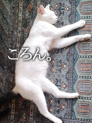 仙台の白猫さん。