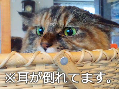 仙台の猫・あんず姫