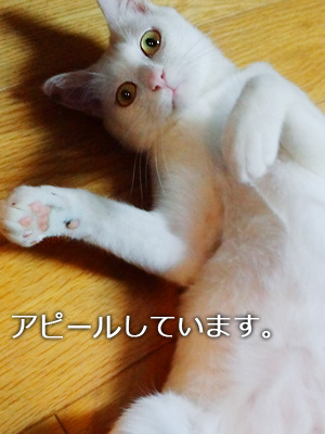 仙台の白猫・白吉さん