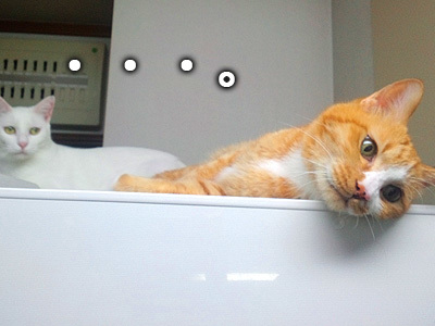 冷蔵庫の上の猫さん