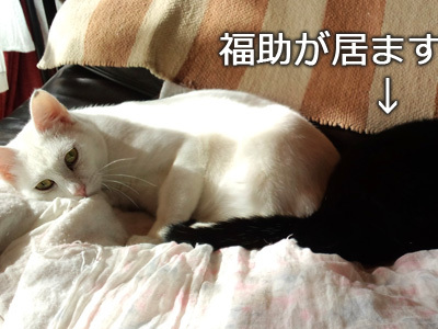 白猫と黒猫のツーショット（1）