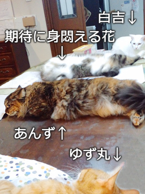 仙台の猫屋敷・お食事の時間