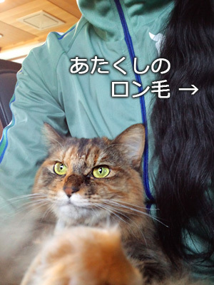 仙台の姫猫・あんずさん