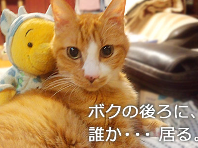 仙台の猫・ゆず丸先生