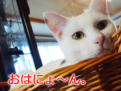 仙台の白猫・白吉