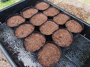 ポリポットに種まき用土を入れ水で湿らせる