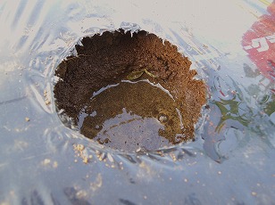 植え穴に水を注ぐ　（１）
