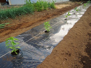 夏野菜苗　１３ポット　植え付け完了