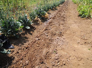 エダマメ　苗　植え付け　肥料と土を混ぜ合わせる