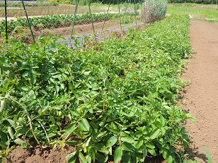 ジャガイモ　タワラヨーデル栽培地