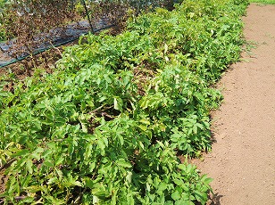 ジャガイモ　シャドークイーン栽培地　（１）