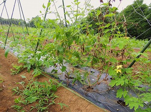 ゴーヤ　ミニトマト　栽培地