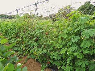 ミニトマト栽培地