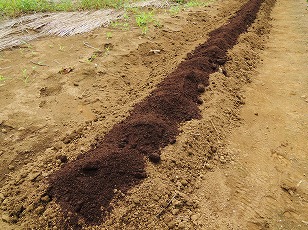タマネギ　苗床　堆肥