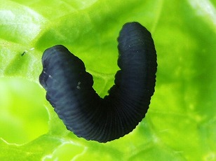 ハクサイ　カブラハバチ幼虫