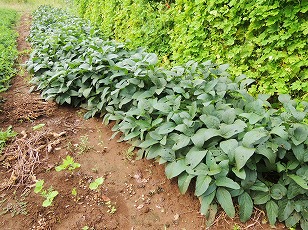 たのくろ豆栽培地　（１）