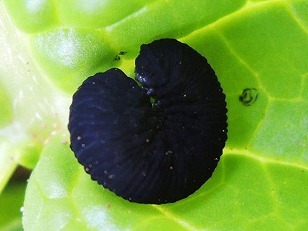 ダイコン　害虫　カブラハバチ幼虫