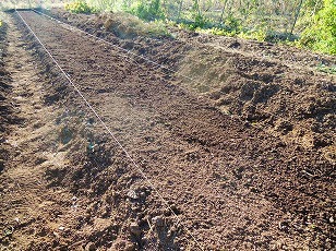 タマネギ栽培予定地　土作り完了