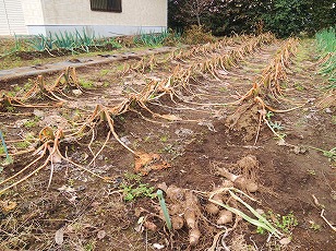 サトイモ栽培地