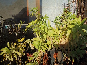アルストロメリア　鉢植え