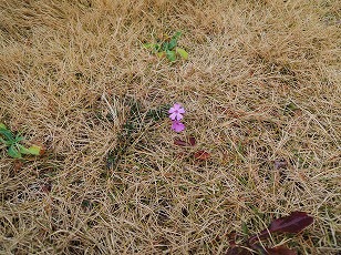 芝生の中の小さな花
