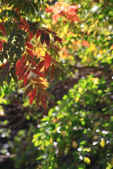 八鶴湖の紅葉