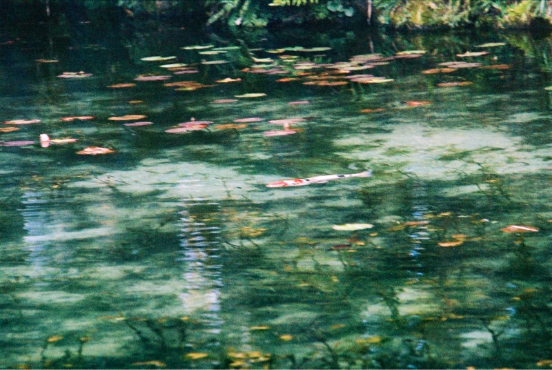 モネの池　池　SRT101-04