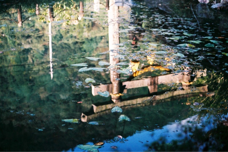モネの池　池　SRT101-07