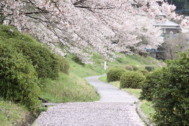 宮川内ダム　桜と鯉のぼり